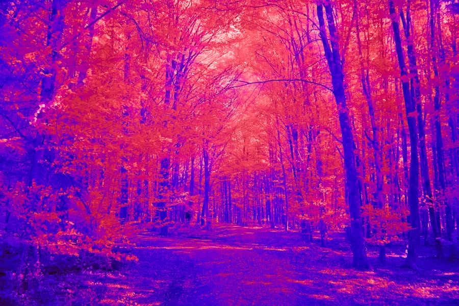 Photo Infrared Study